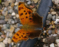 Gray Comma