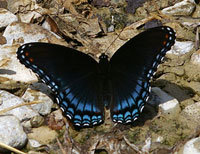 Red-spotted Purple