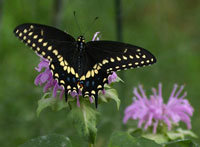 Black Swallowtail