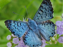 Blue Metalmark