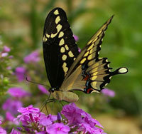 Giant Swallowtail