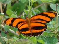 Orange-banded Butterfly