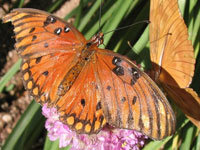 Gulf Fritillary