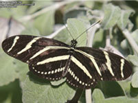 Zebra Longwing