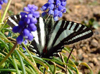 Zebra Swallowtail