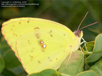 Cloudless Sulphur