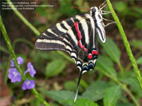 Zebra Swallowtail