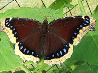 Mourning Cloak