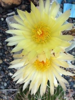 Astrophytum myriostigma