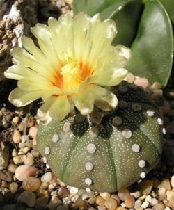 Astrophytum asterias