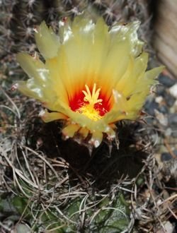 Astrophytum capricorne