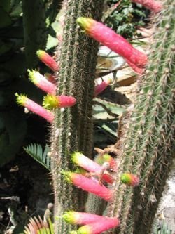 Cleistocactus ferrarei