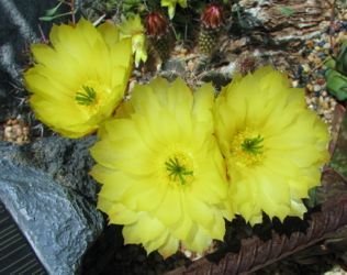 Echinocereus subinermis