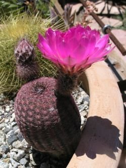 Echinocereus pecntinatus