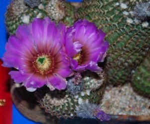 Echinocereus reichenbachii