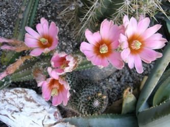 Echinocereus gentryi