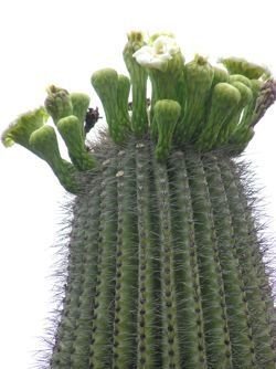 saguaro