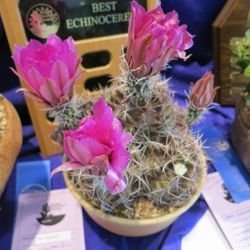 Echinocereus fendlerii