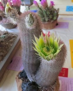 Echinocereus dasycanthus