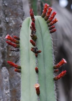 Pachycereus marginata