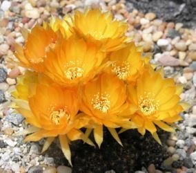 Echinopsis orange