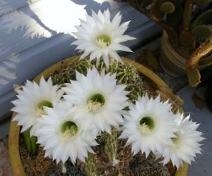 white echinopsis