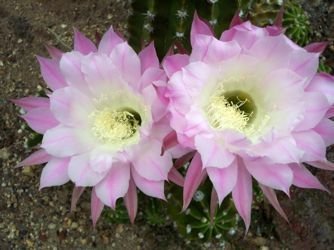 pink echinopsis