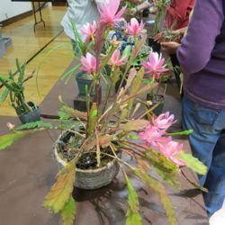 Epiphyllum empress