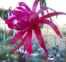 Epiphyllum