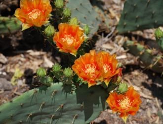 Opuntia littoralis