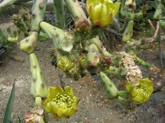 cylindopuntia