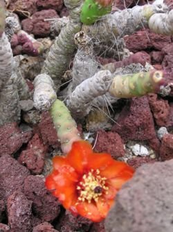 opuntia thurberi