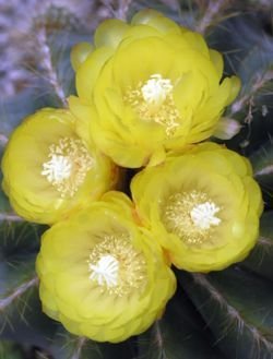 Parodia magnifica