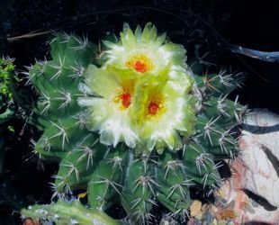 parodia erinacea