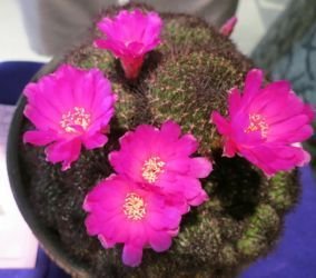 rebutia mentosa