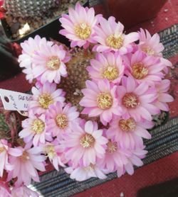 rebutia narvescensis