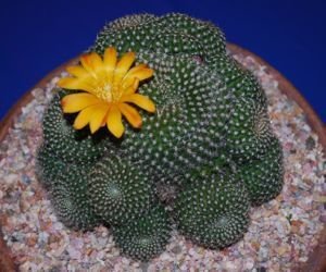 rebutia krainziana