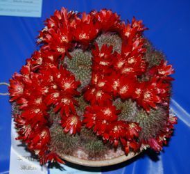 rebutia pulchra