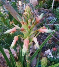 aloe cooperi