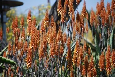 aloe camperi 2