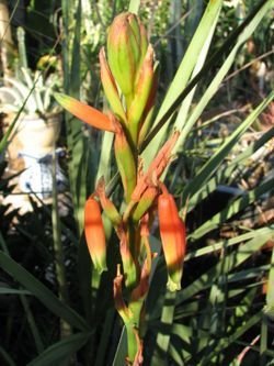 aloe inyangensis