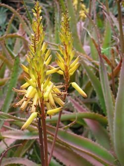 aloe rabaiensis