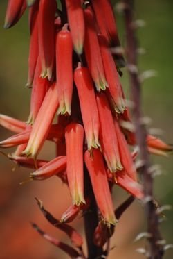 aloe bussei