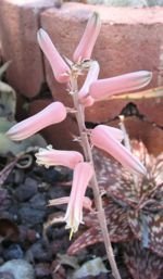 aloe hemmingii