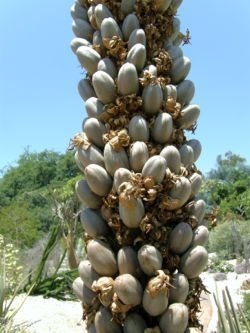 aloe susannae