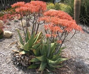 aloe striata