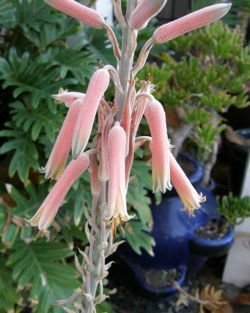 aloe pubescens