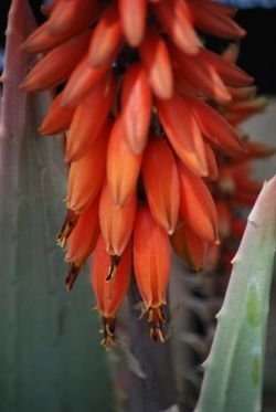 aloe porphyrostachys detaisl