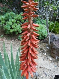 aloe porphyrostachys flower