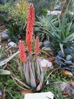 aloe porphyrostachys in flower